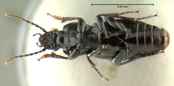 Media type: image;   Entomology 600399 Aspect: habitus ventral view